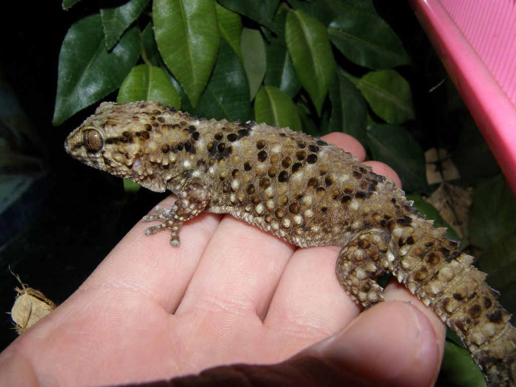 arboreal geckos Reptile Forums